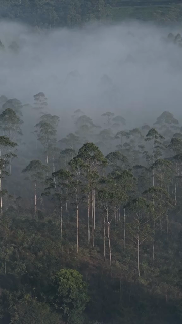 Vertical Aerial View of Misty Forest in Munnar Kerala India