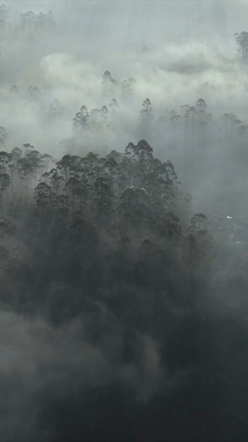 Vertical Aerial View of Misty Forest in Munnar Kerala India