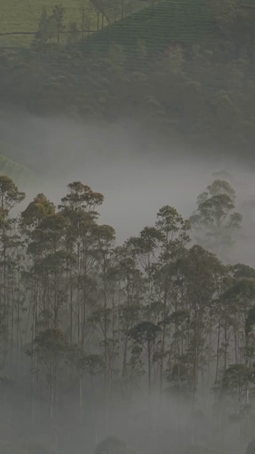 Vertical Aerial View of Misty Forest in Munnar Kerala India