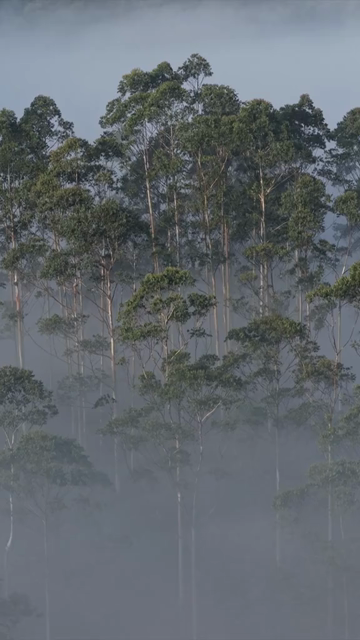 Vertical Aerial View of Misty Forest in Munnar Kerala India