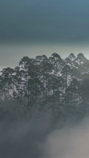Vertical Aerial View of Misty Forest in Munnar Kerala India