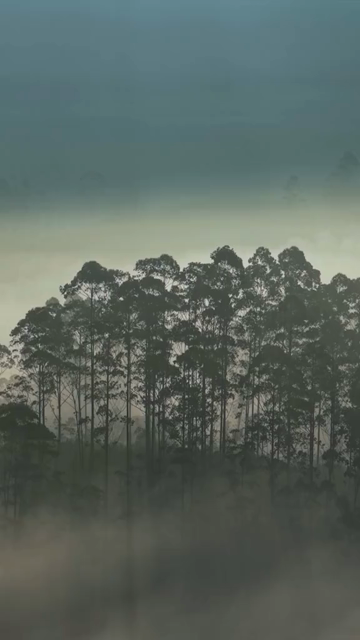 Vertical Aerial View of Misty Forest in Munnar Kerala India