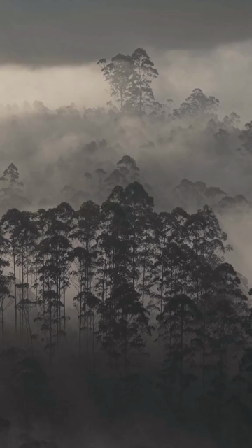 Vertical Aerial View of Misty Forest in Munnar Kerala India