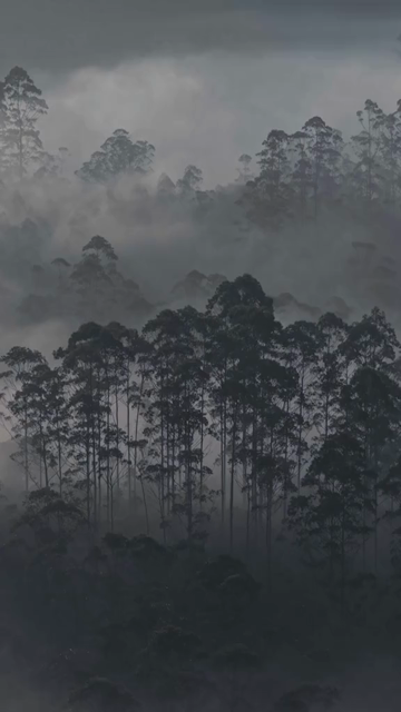 Vertical Aerial View of Misty Forest in Munnar Kerala India