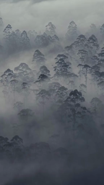 Vertical Aerial View of Misty Forest in Munnar Kerala India