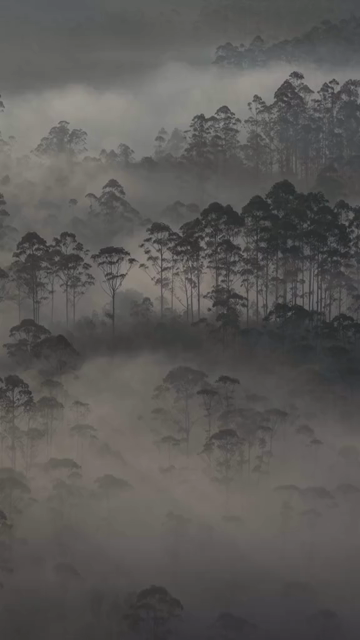 Vertical Aerial View of Misty Forest in Munnar Kerala India