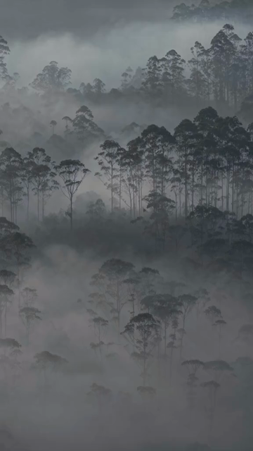 Vertical Aerial View of Misty Forest in Munnar Kerala India