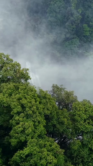 Vertical Aerial View of Misty Waterfall in Sharavathi Valley, Karnataka