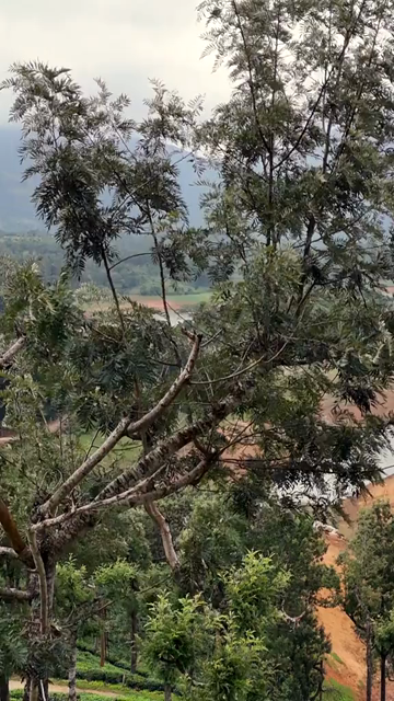 Vertical Aerial View of Scenic Mountain Landscape and Lake in Kerala India