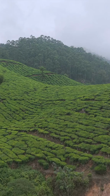 Vertical Aerial View of Scenic Mountain Roads and Tea Plantations in Munnar Kerala India