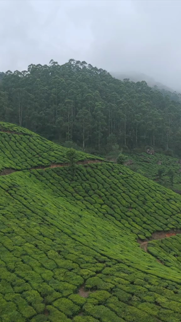 Vertical Aerial View of Scenic Mountain Roads and Tea Plantations in Munnar Kerala India