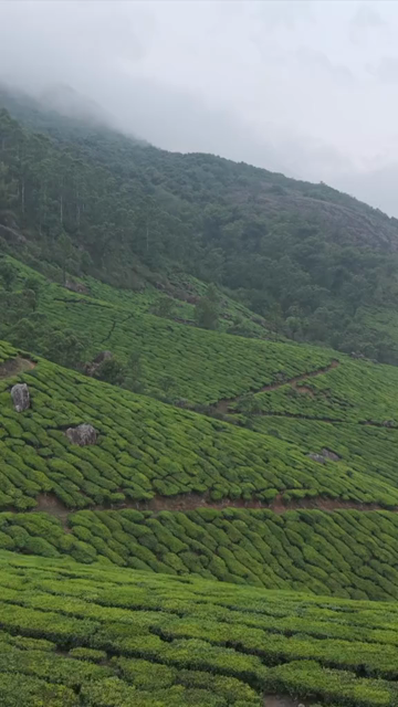 Vertical Aerial View of Scenic Mountain Roads and Tea Plantations in Munnar Kerala India