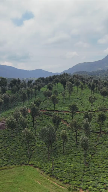 Vertical Aerial View of Scenic Mountain Roads and Tea Plantations in Munnar Kerala India
