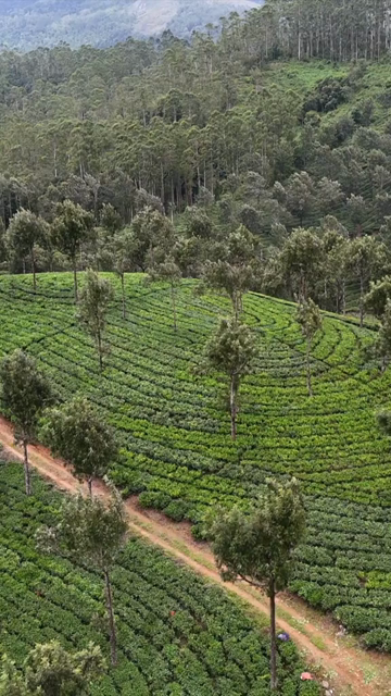 Vertical Aerial View of Scenic Mountain Roads and Tea Plantations in Munnar Kerala India