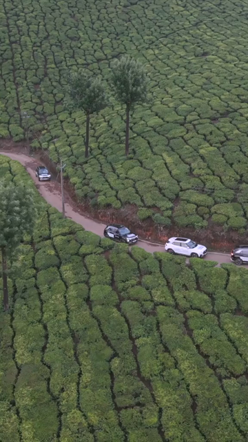 Vertical Aerial View of Scenic Mountain Roads and Tea Plantations in Munnar Kerala India