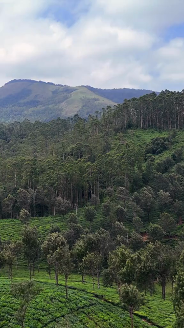 Vertical Aerial View of Scenic Mountain Roads and Tea Plantations in Munnar Kerala India