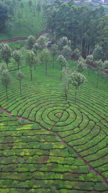 Vertical Aerial View of Scenic Mountain Roads and Tea Plantations in Munnar Kerala India