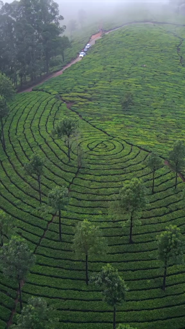 Vertical Aerial View of Scenic Mountain Roads and Tea Plantations in Munnar Kerala India