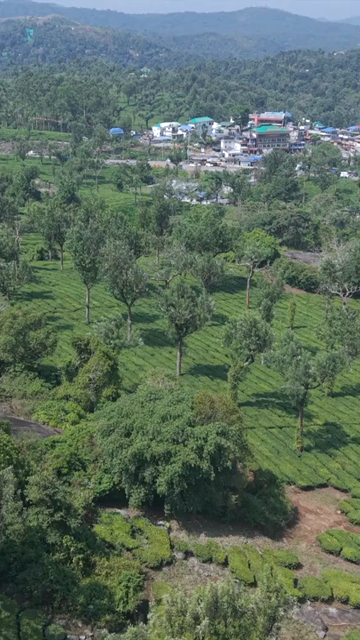 Vertical Aerial View of Scenic Mountain Roads and Tea Plantations in Munnar Kerala India