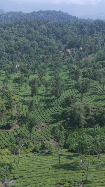 Vertical Aerial View of Scenic Mountain Roads and Tea Plantations in Munnar Kerala India