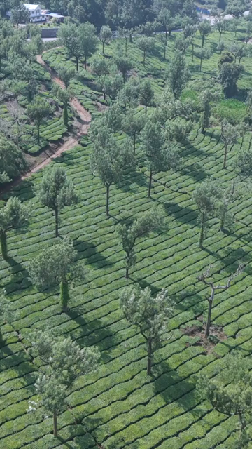 Vertical Aerial View of Scenic Mountain Roads and Tea Plantations in Munnar Kerala India