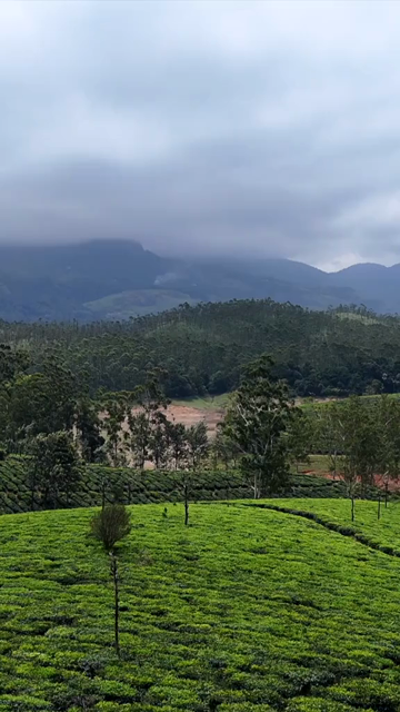 Vertical Aerial View of Scenic Mountain Roads and Tea Plantations in Munnar Kerala India
