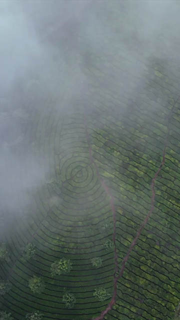 Vertical Aerial View of Scenic Mountain Roads and Tea Plantations in Munnar Kerala India