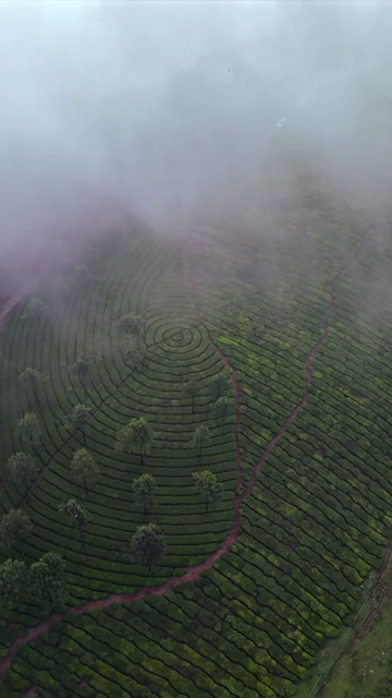 Vertical Aerial View of Scenic Mountain Roads and Tea Plantations in Munnar Kerala India