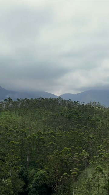 Vertical Aerial View of Scenic Mountain Roads and Tea Plantations in Munnar Kerala India