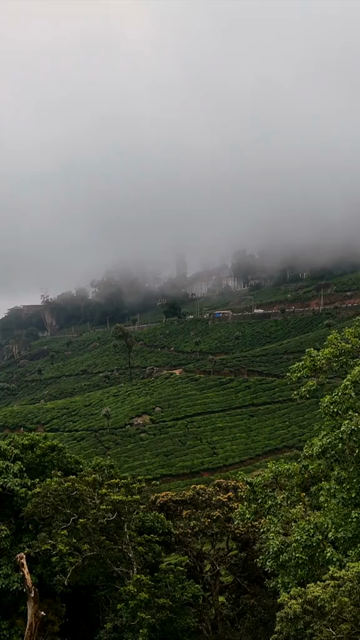 Vertical Aerial View of Scenic Mountain Roads and Tea Plantations in Munnar Kerala India