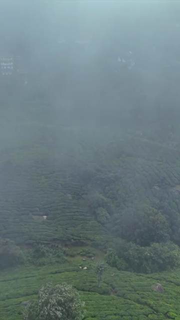 Vertical Aerial View of Scenic Mountain Roads and Tea Plantations in Munnar Kerala India