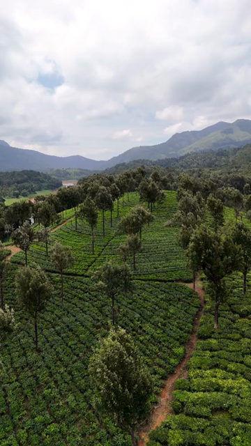 Vertical Aerial View of Scenic Mountain Roads and Tea Plantations in Munnar Kerala India