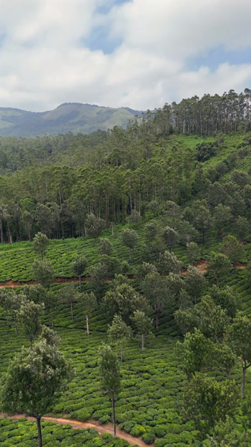 Vertical Aerial View of Scenic Mountain Roads and Tea Plantations in Munnar Kerala India