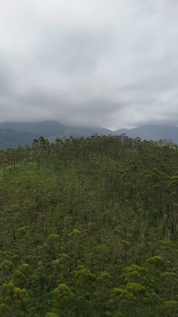 Vertical Aerial View of Scenic Mountain Roads and Tea Plantations in Munnar Kerala India