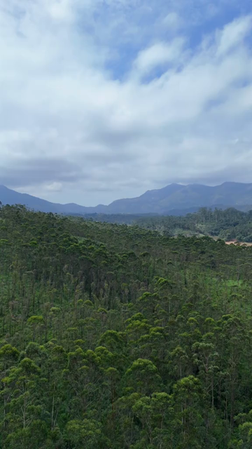 Vertical Aerial View of Scenic Mountain Roads and Tea Plantations in Munnar Kerala India