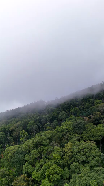 Vertical Aerial View of Scenic Mountain Roads and Tea Plantations in Munnar Kerala India
