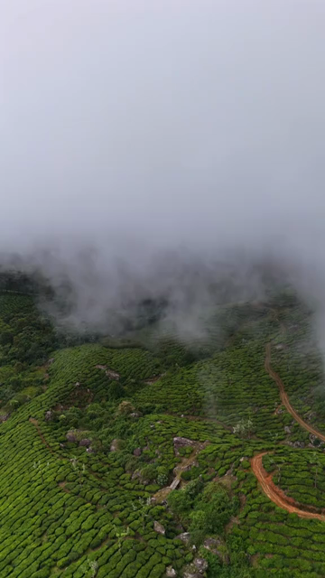 Vertical Aerial View of Scenic Mountain Roads and Tea Plantations in Munnar Kerala India