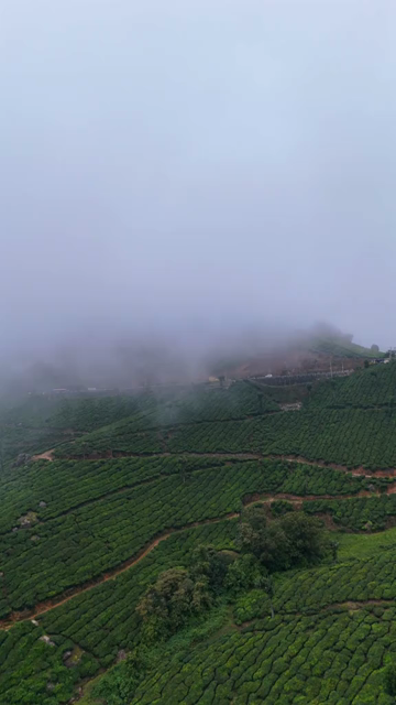 Vertical Aerial View of Scenic Mountain Roads and Tea Plantations in Munnar Kerala India