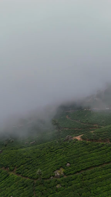 Vertical Aerial View of Scenic Mountain Roads and Tea Plantations in Munnar Kerala India