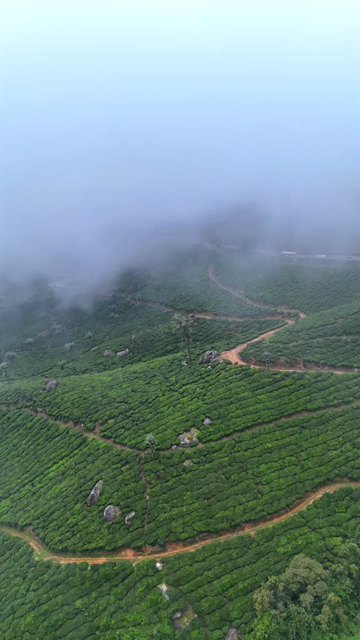 Vertical Aerial View of Scenic Mountain Roads and Tea Plantations in Munnar Kerala India