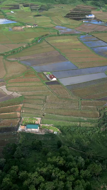 Vertical Aerial View of Paddy Fields in Meghalaya, India