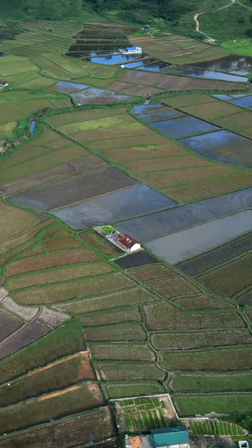 Vertical Aerial View of Paddy Fields in Meghalaya, India