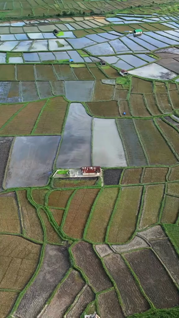 Vertical Aerial View of Paddy Fields in Meghalaya, India