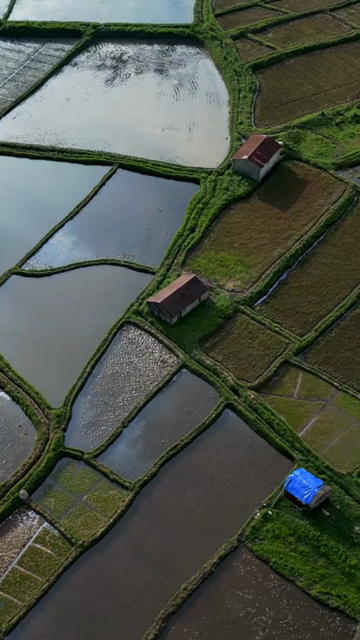 Vertical Aerial View of Paddy Fields in Meghalaya, India