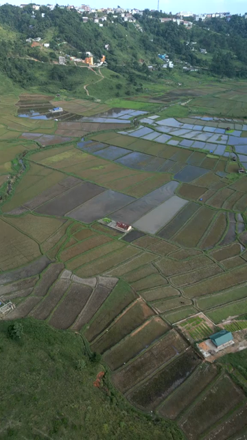 Vertical Aerial View of Paddy Fields in Meghalaya, India