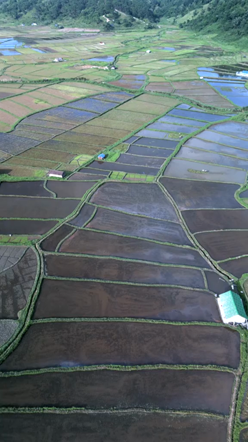 Vertical Aerial View of Paddy Fields in Meghalaya, India