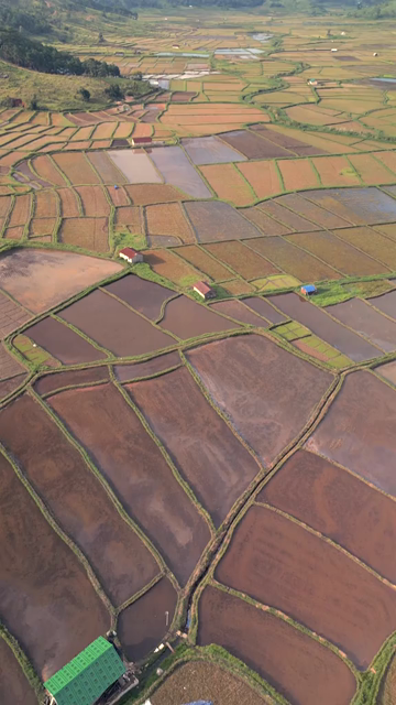 Vertical Aerial View of Paddy Fields in Meghalaya, India