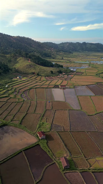 Vertical Aerial View of Paddy Fields in Meghalaya, India