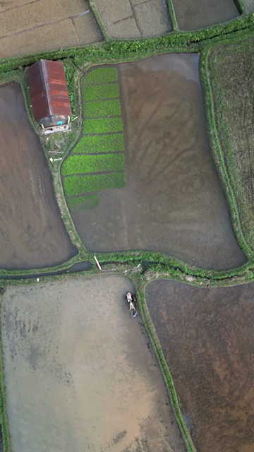 Vertical Aerial View of Paddy Fields in Meghalaya, India