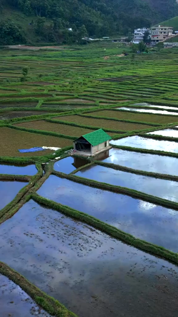 Vertical Aerial View of Paddy Fields in Meghalaya, India